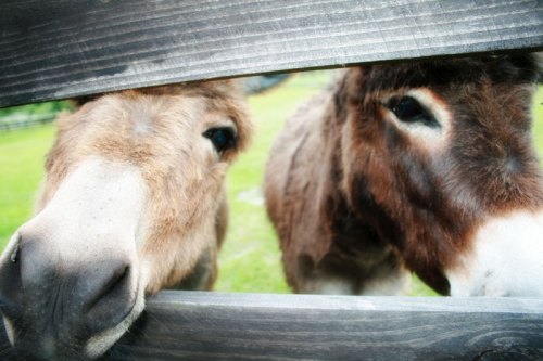 Two sweet little donkeys